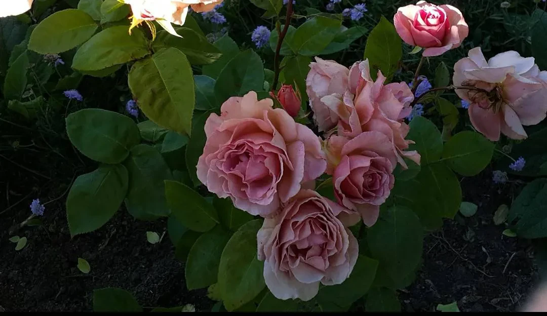 Pink roses in the garden at Dragonfly Cottage B&B