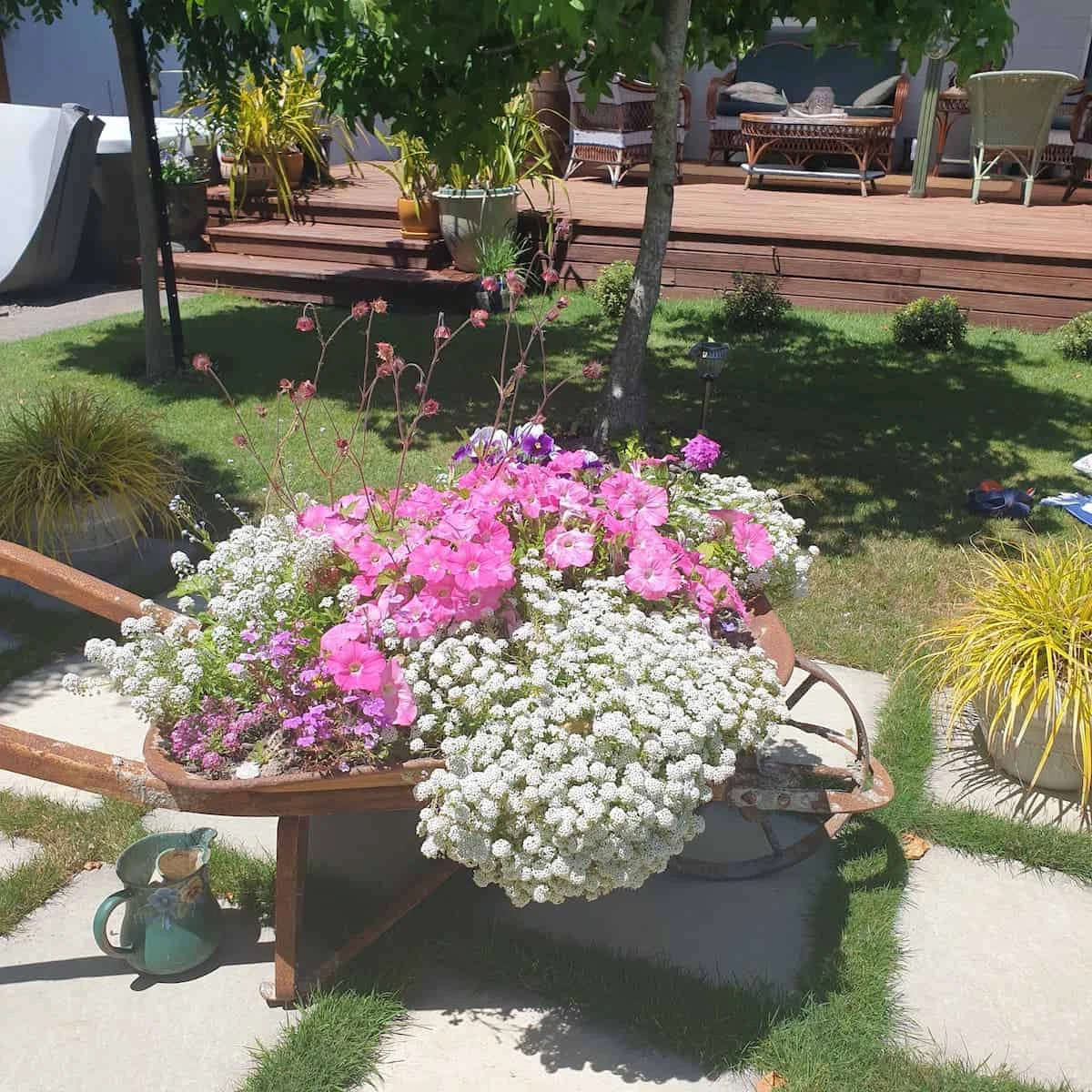 Dragonfly Cottage B&B garden with colourful flowers in a wheelbarrow planter and wooden deck, Grovetown New Zealand