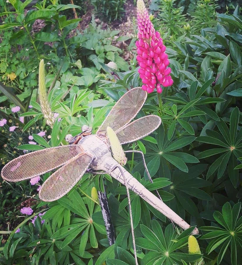 Dragonfly Entire Cottage