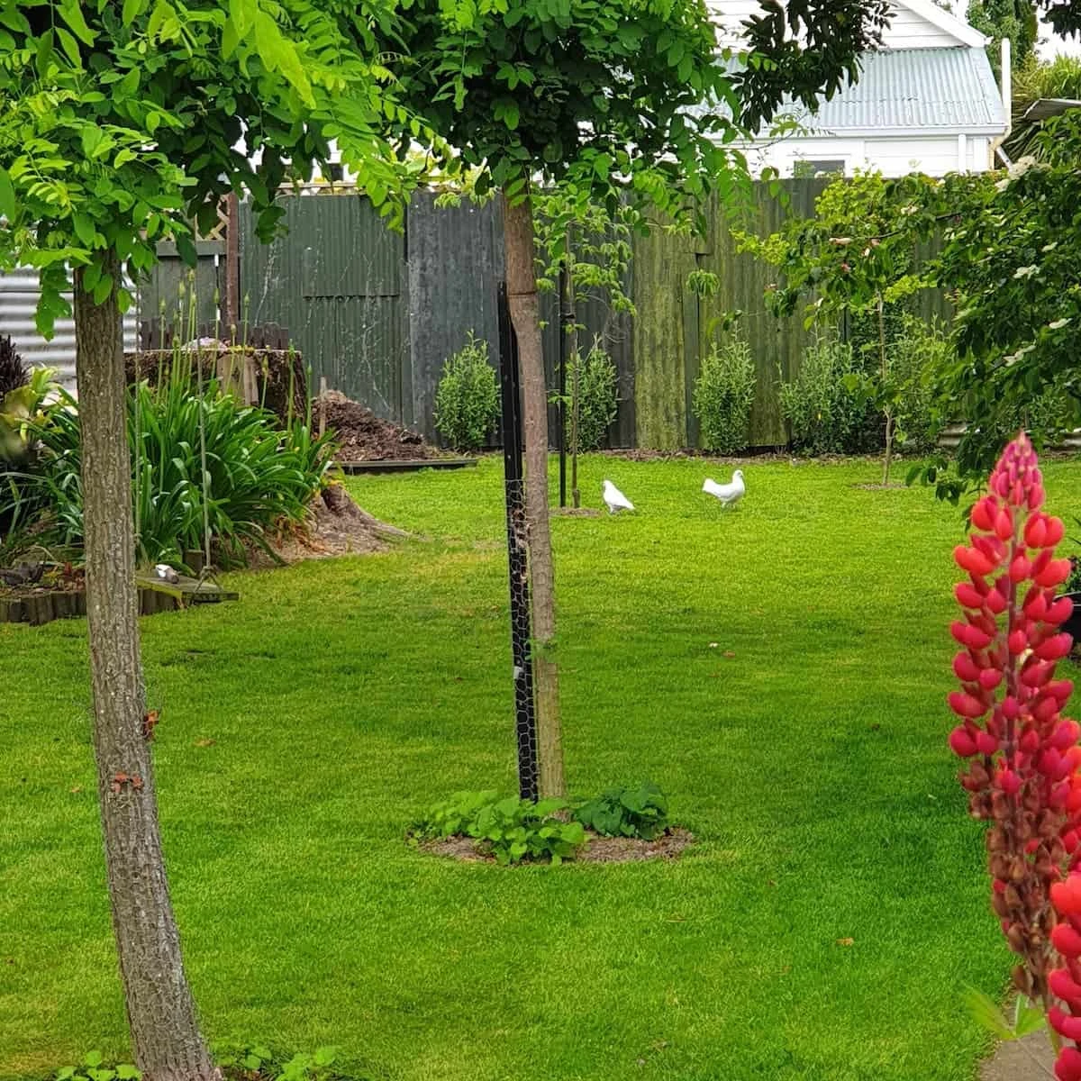 Dragonfly Cottage garden 3