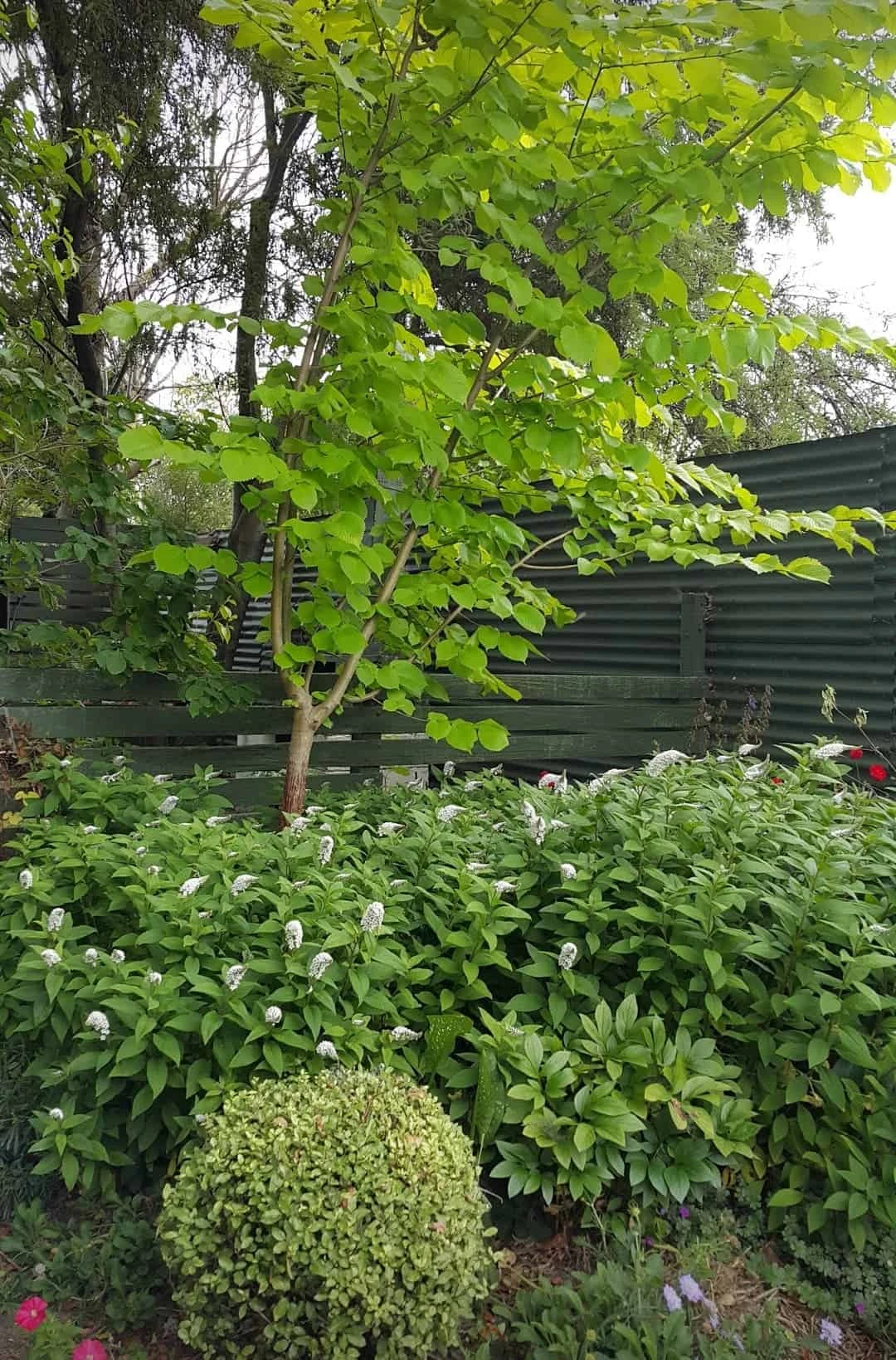 Dragonfly Cottage garden 4