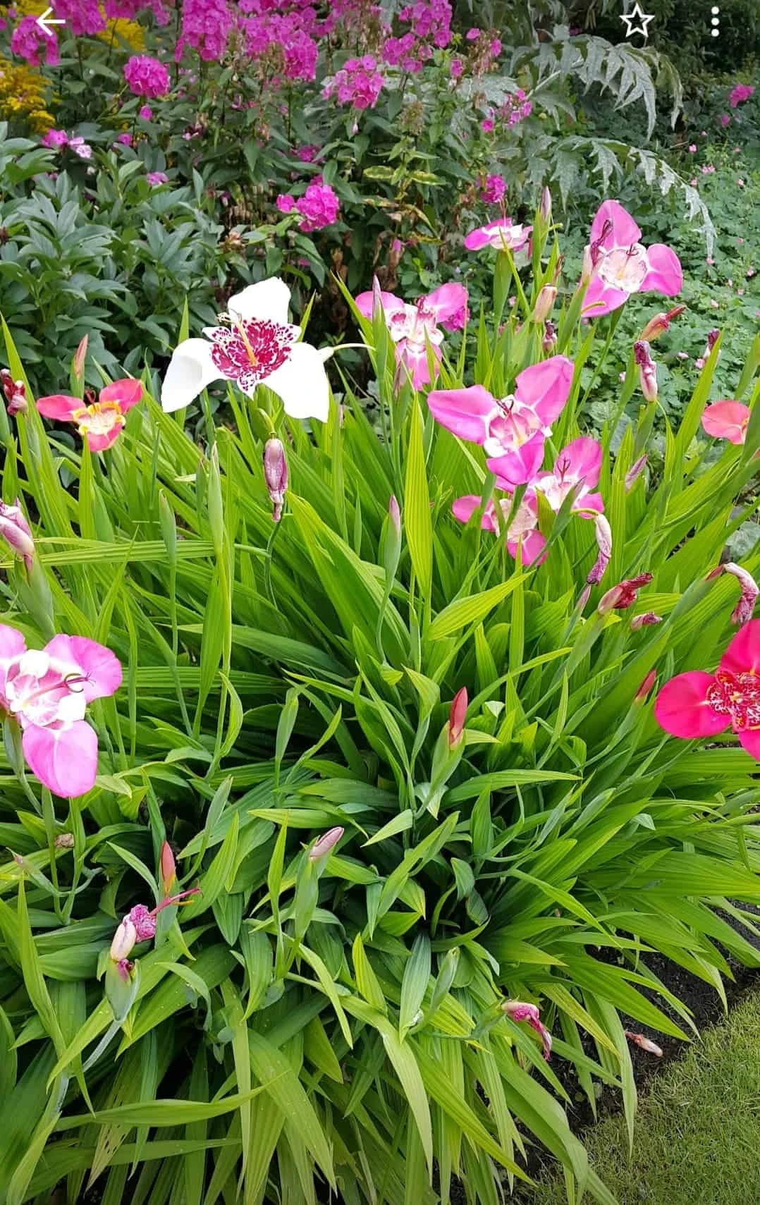 Dragonfly Cottage garden 5