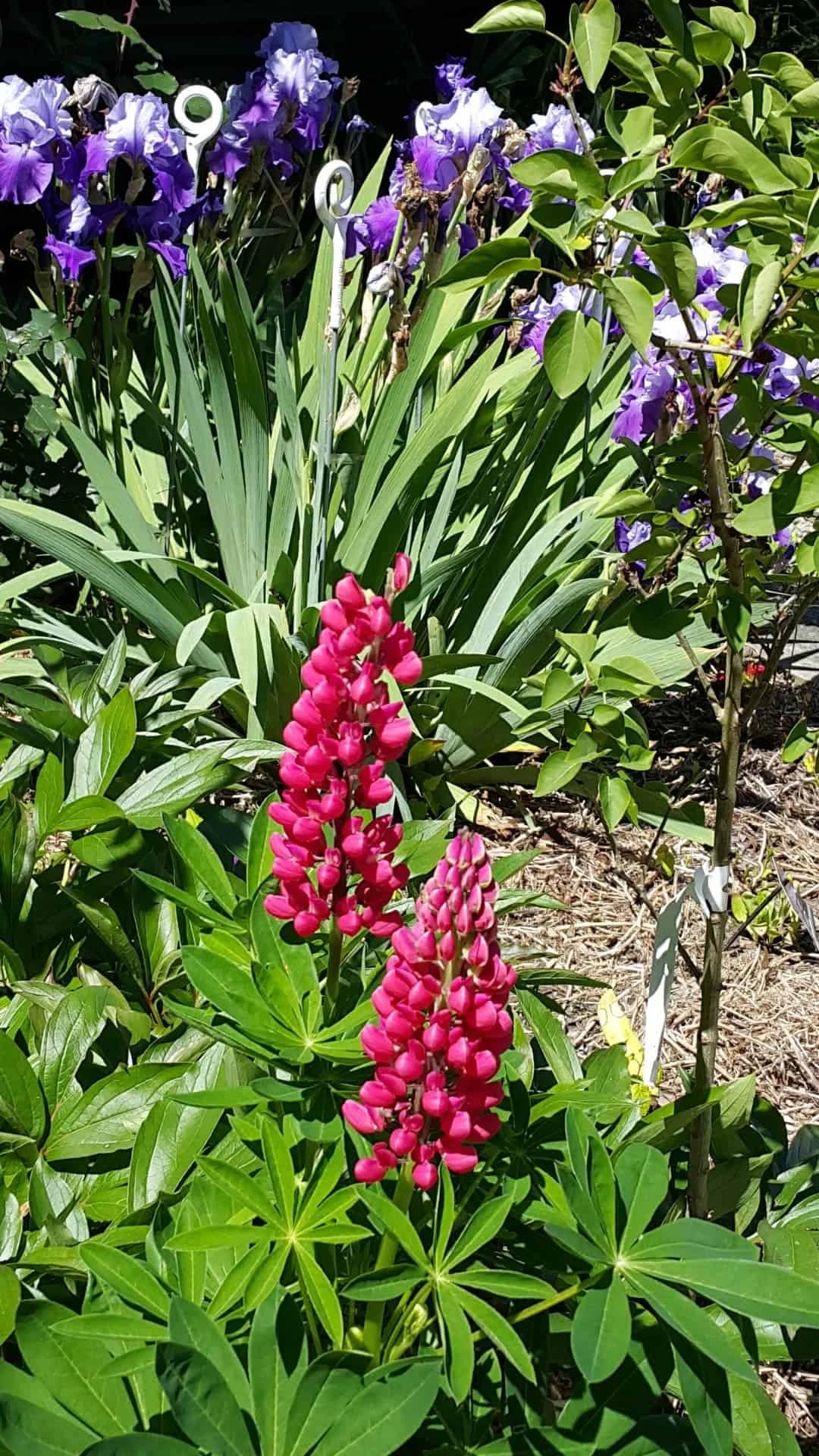 Dragonfly Cottage garden 6