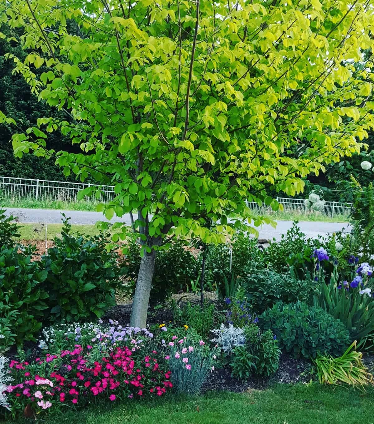 Dragonfly Cottage garden 7