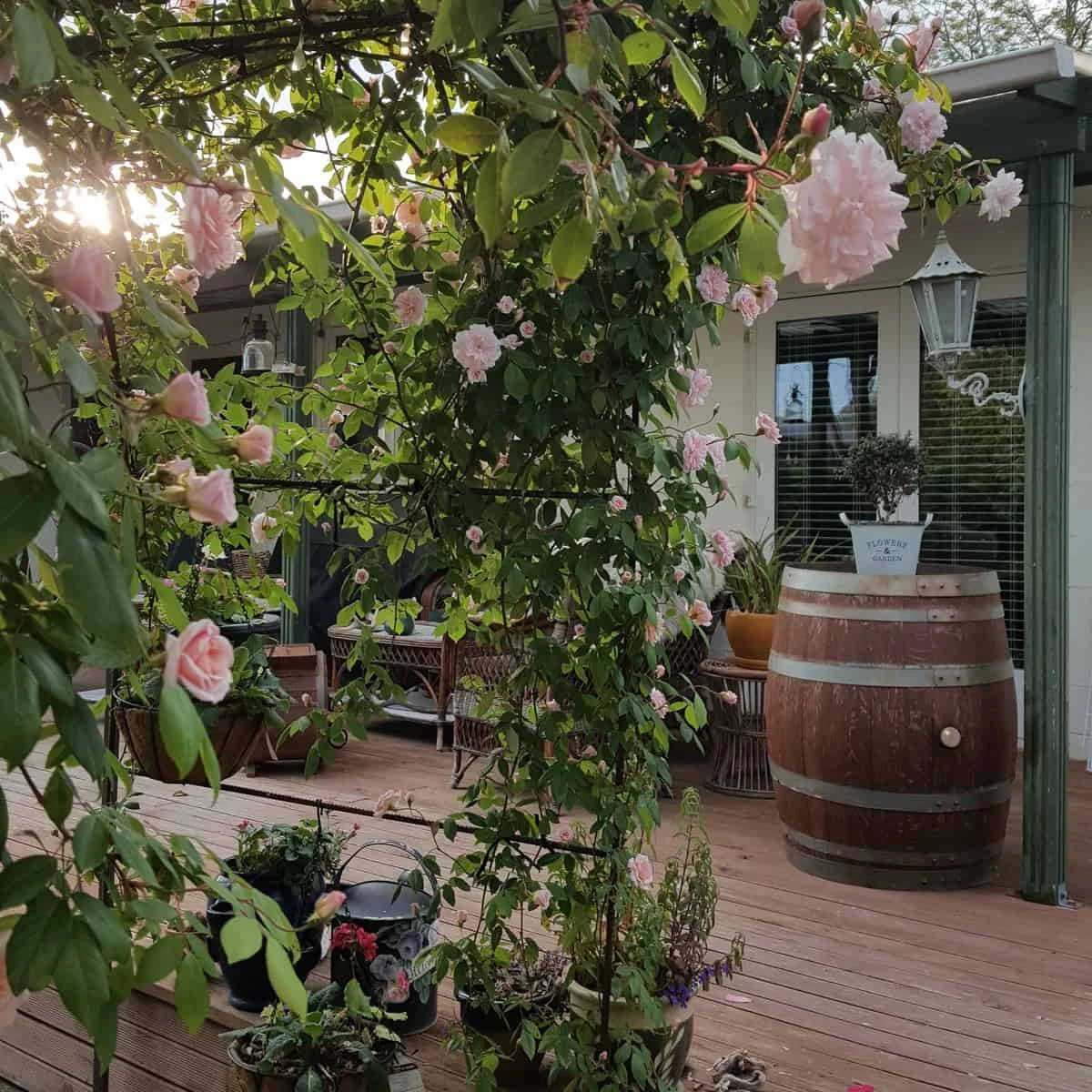 Dragonfly Cottage garden 9